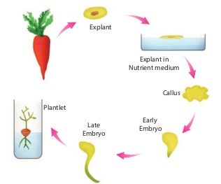 Figure 5.2: Tissue culture lab