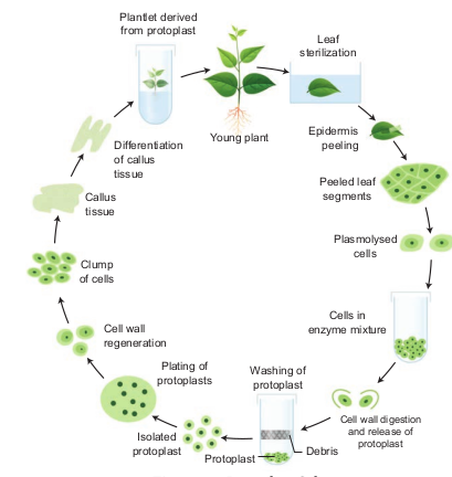 Protoplast Culture