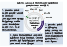 படம் 4.10: Ti பிளாஸ்மிட்