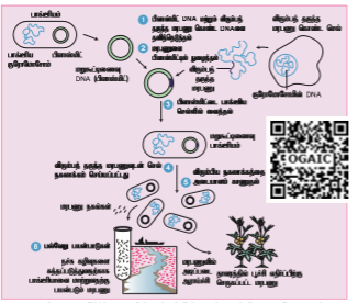 படம் 4.4: ஒட்டும் மற்றும் மழுங்கிய முனைகள்