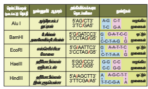 படம் 4.5: DNA லைகேஸ் வின