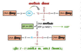 படம் 4.7: தாங்கிக்கடத்தியின் பண்புகள்