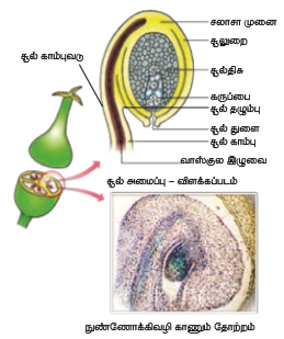 படம் 1.9: சூல் மற்றும் கருப்பையின் வளர்ச்சி (பாலிக�ோணம் வகை)