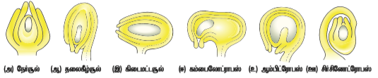 படம் 1.12: இருகால முதிர்வு