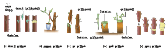 படம் 1.4: மகரந்தப்பையின் வளர்ச்சிப் படிநிலைகள்