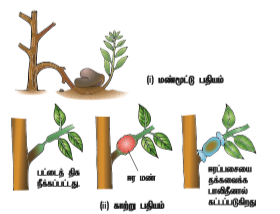 படம் 1.4: மகரந்தப்பையின் வளர்ச்சிப் படிநிலைகள்