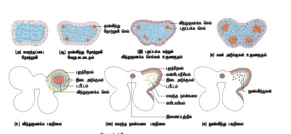 படம் 1.6: ஆண் கேமீட்டகத் தாவரத்தின் வளர்ச்சி