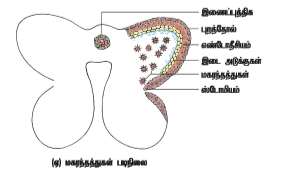 படம் 1.7: சூலின் அமைப்பு