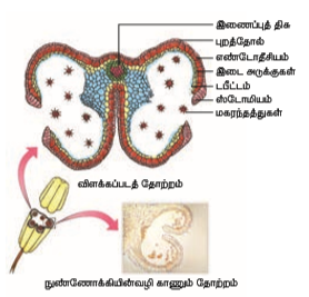 படம் 1.8: சூலின் வகைகள்